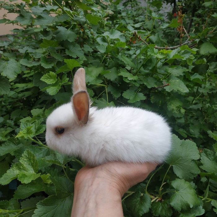 Львиноголовый миникролик породистые крольчата купить в Харькове кролик