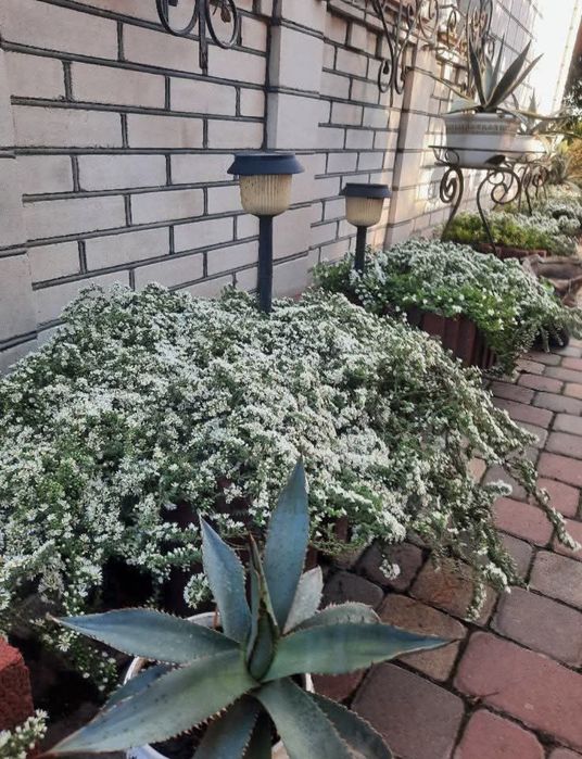 Астра верескова вулична