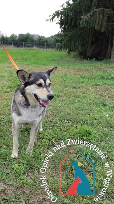 Axel 169/21 - SZUKA DOMU!