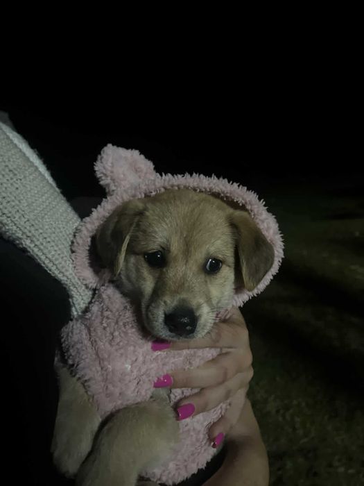 SKY - słodka sunia do adopcji , 4 miesiące
