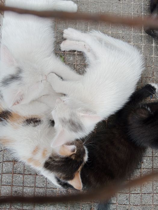 Отдам даром в добрые руки