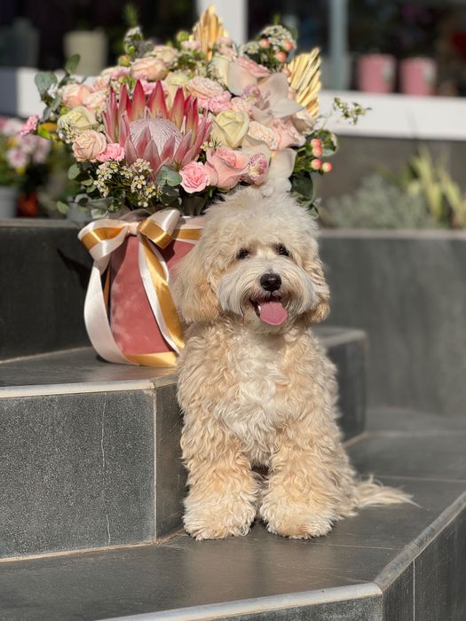 Мальтіпу хлопчик