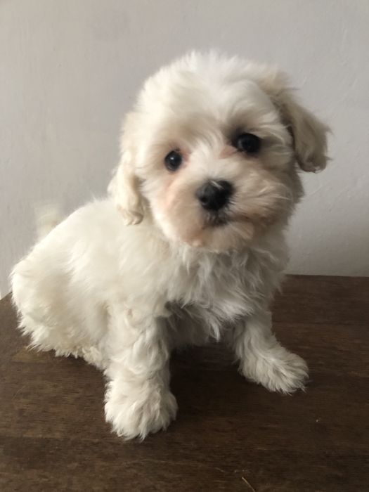 Maltipoo piesek