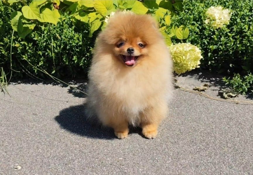 Хлопчик 7 місяців, без браку, КСУ