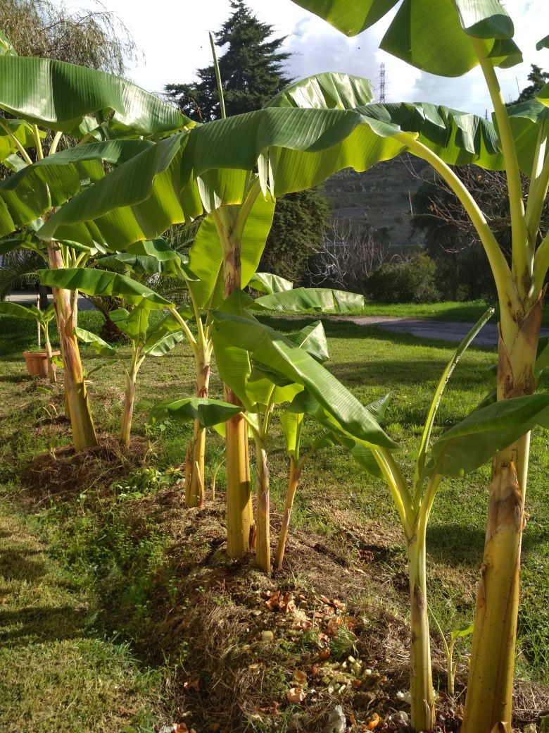 Bananeira envasada p venda