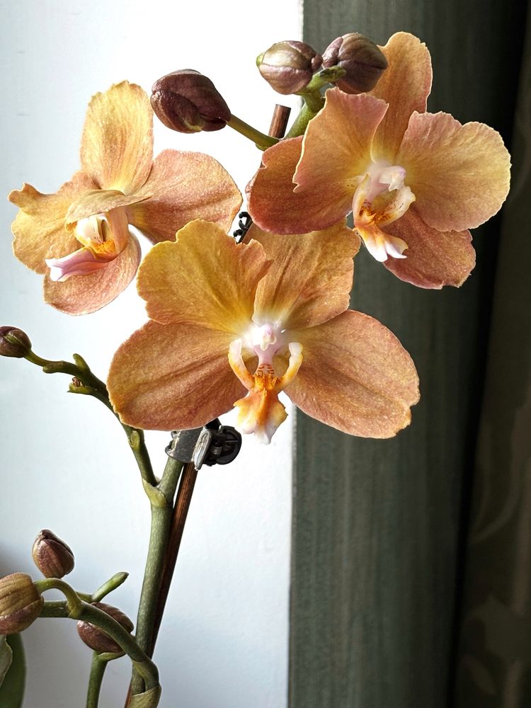 Орхідея, фаленопсіс, орхидея, фаленопсис