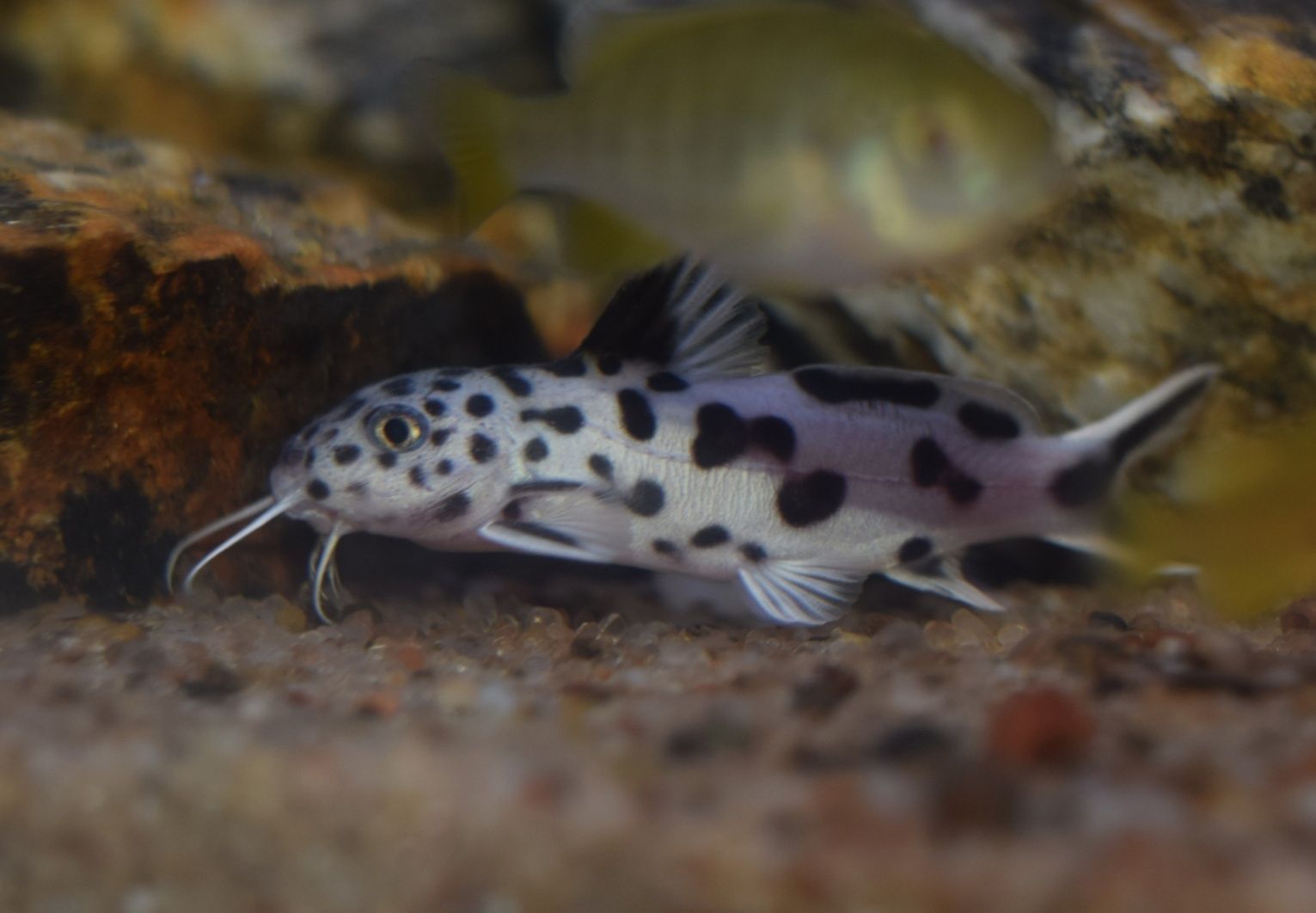 Synodontis Polli White