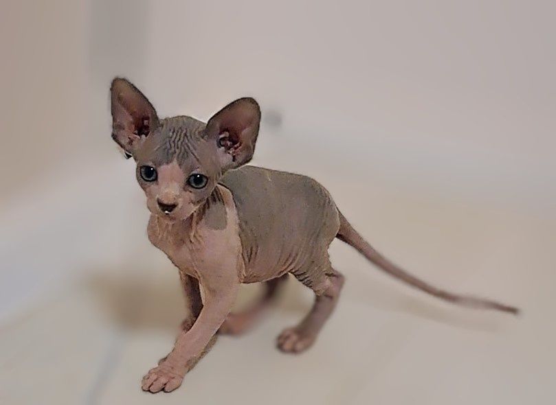 Piękny kocurek sfinks FPL