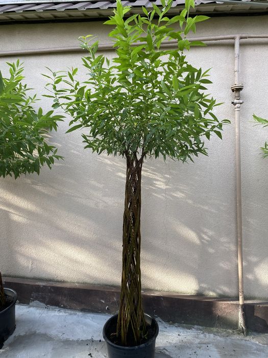 Верба плетена