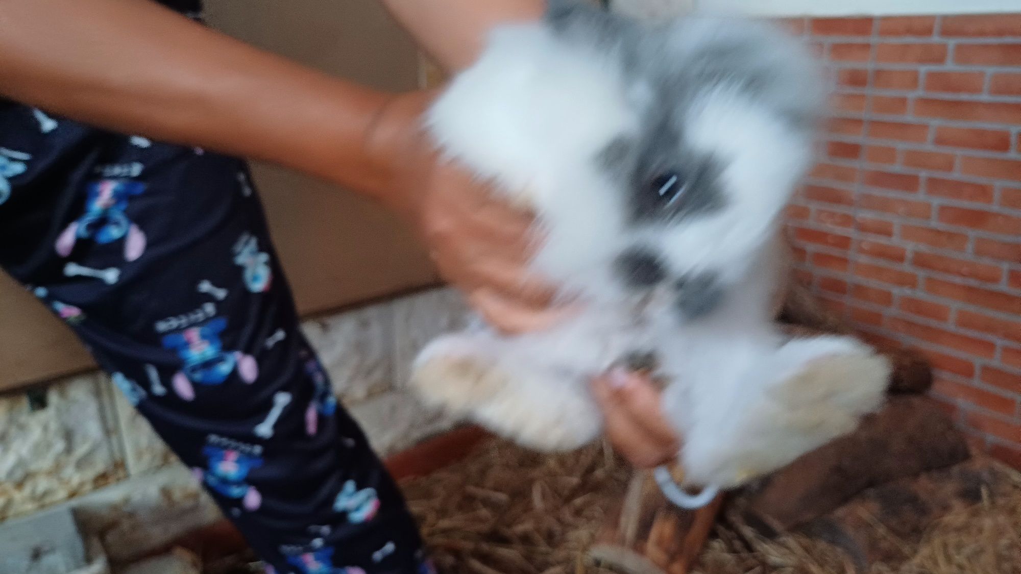 Animais de estimação