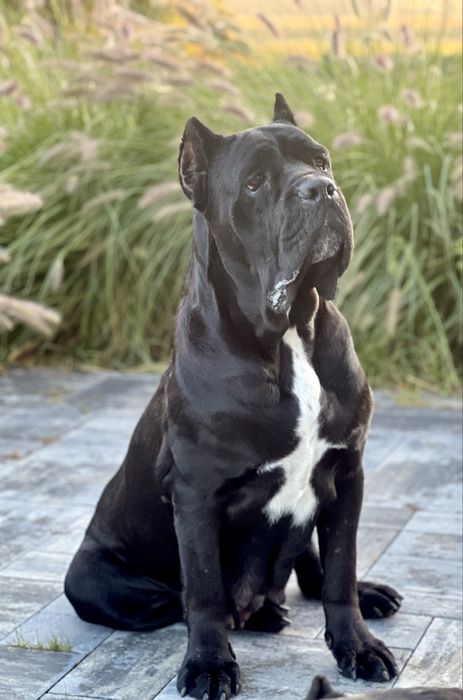 Cane Corso FCI/ZKwP Caro Corso czarny samiec szczenię