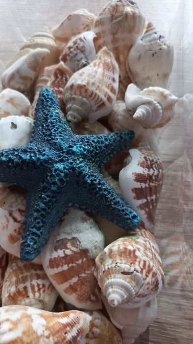 30 szt.muszle, muszelki ozdobne np. do akwarium