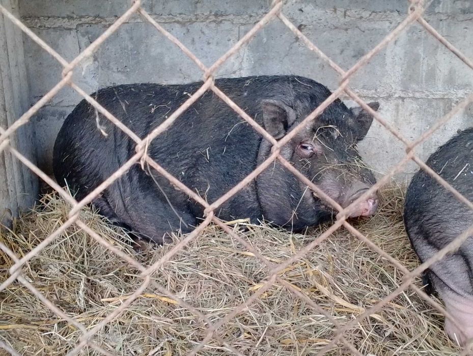 Świnki dorosłe para
