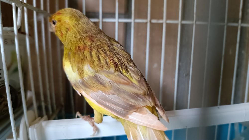 Canário de 2025 a cantar