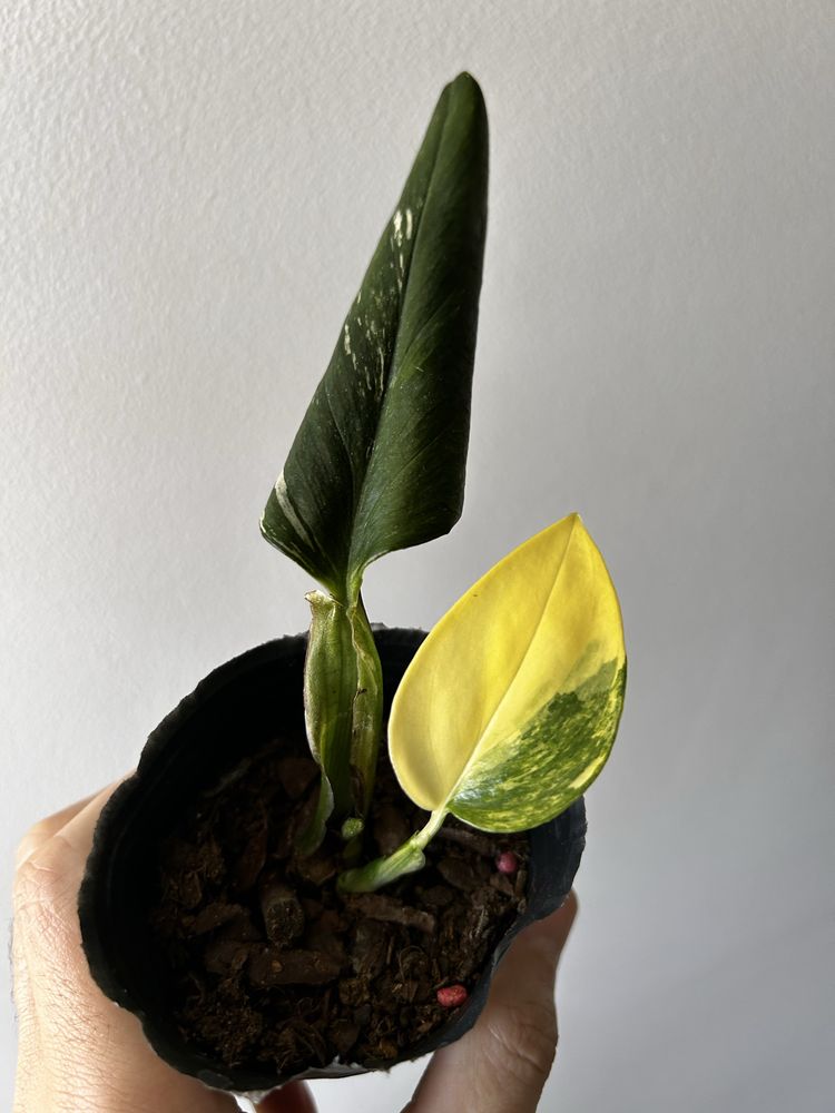 Monstera standleyana Aurea