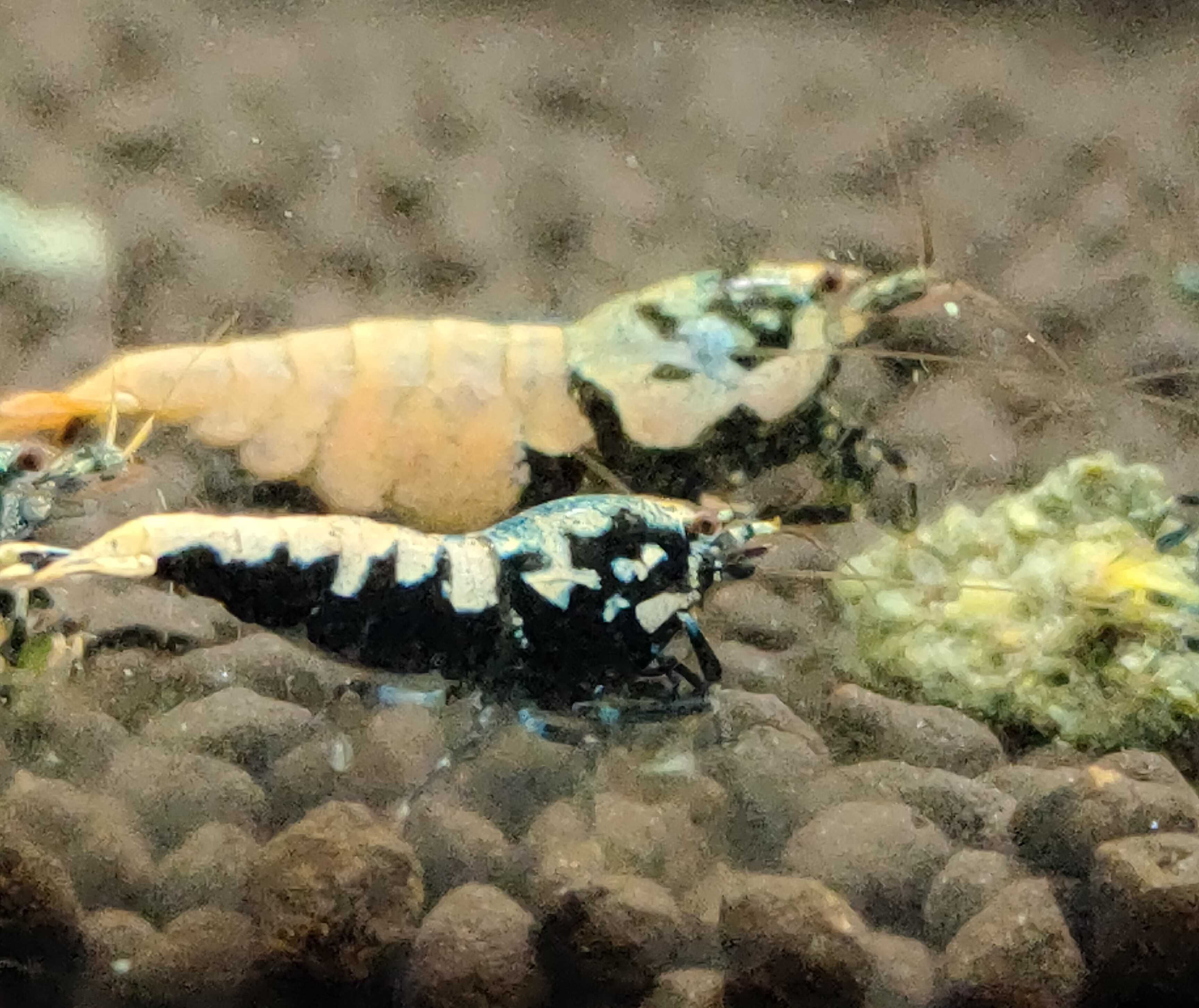 Krewetki Caridina BOA MID Zamiana GRATIS PROMOCJA