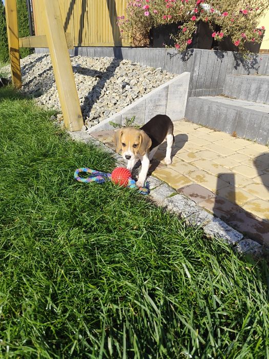 Sunia Beagle tricolor metryka czip wyprawka