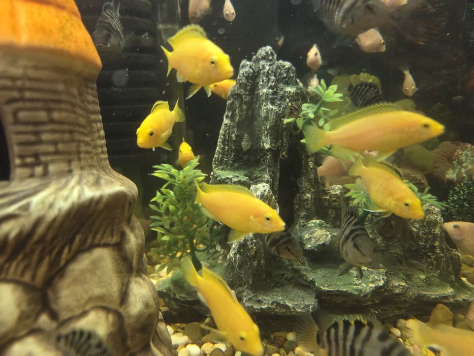 Продам рибок,цихліди, Єллоу