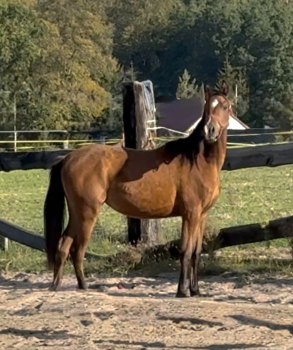 Klacz arabska -  Sanago / Wadis