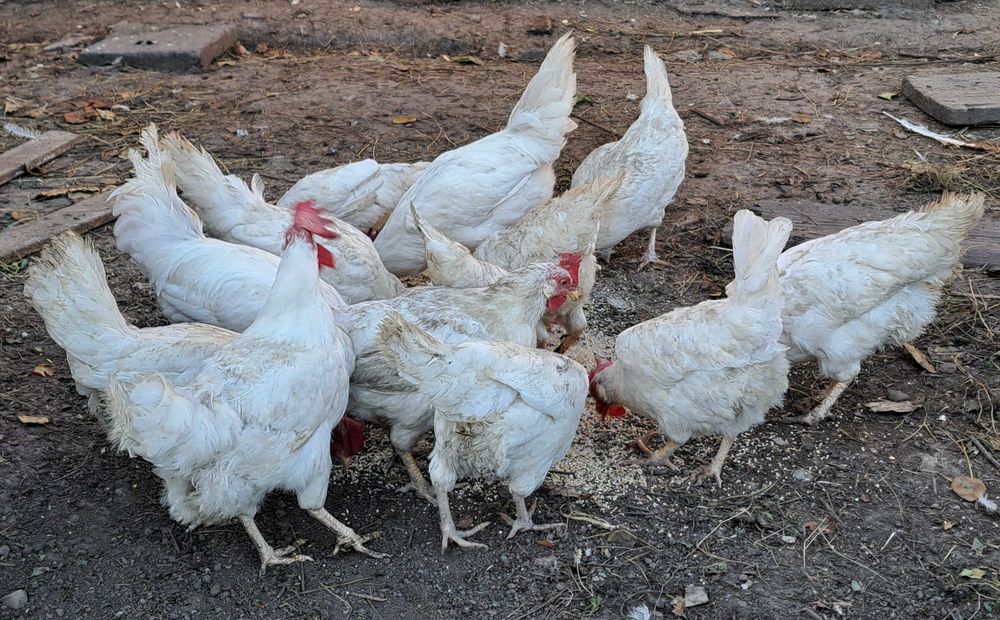 Продам курей ЛЕГОРН