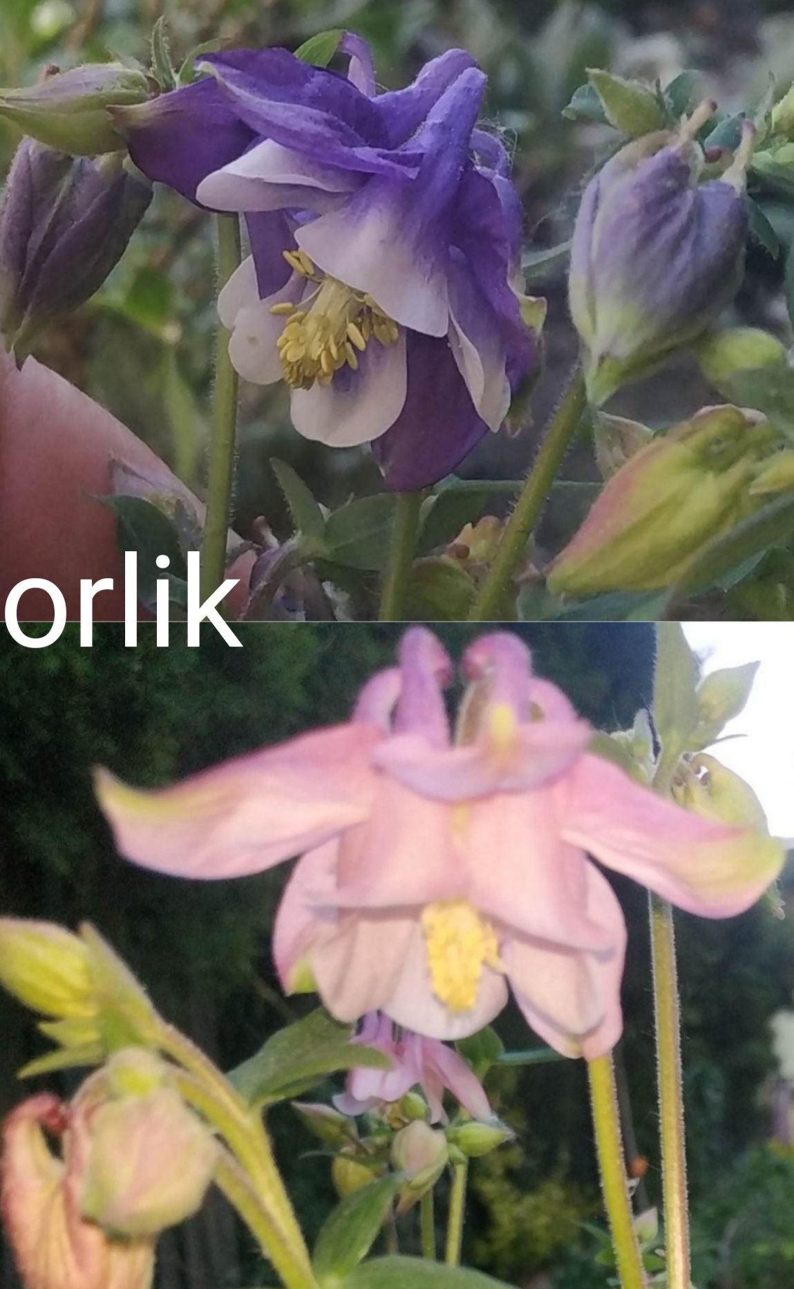 Floks, orliki i inne kwiaty ogrodowe