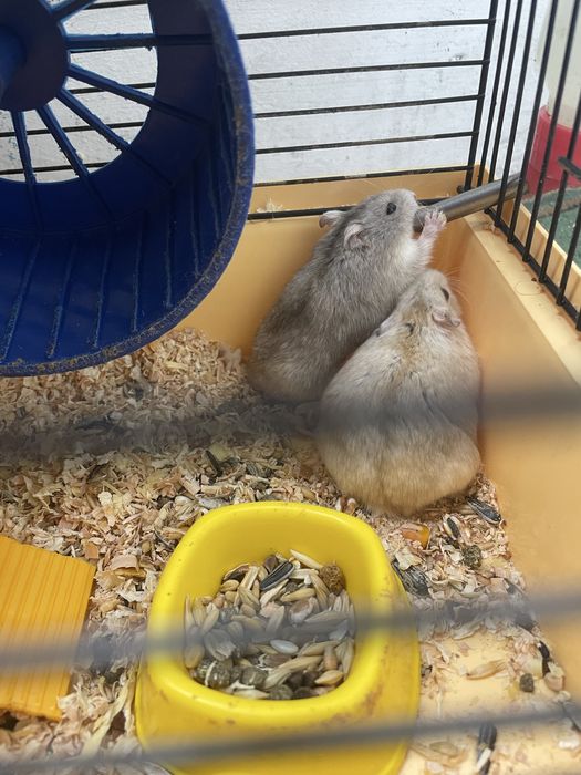 Хомяки Джунгарик 2 тваринки