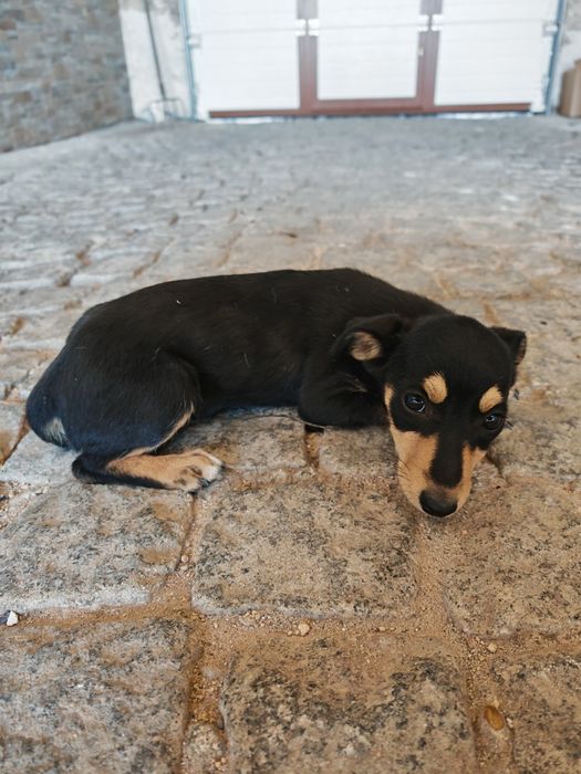 Adopção Cadelinha
