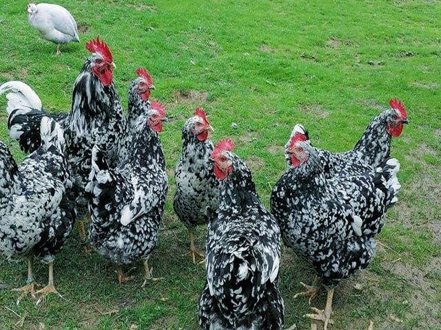 Інкубаційне яйце, курчата, Австралорп строкатий, блакитний, спліш.