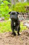 Staffordshire Bull Terrier, Staffik, stafik, FCI (ZKwP), szczenię