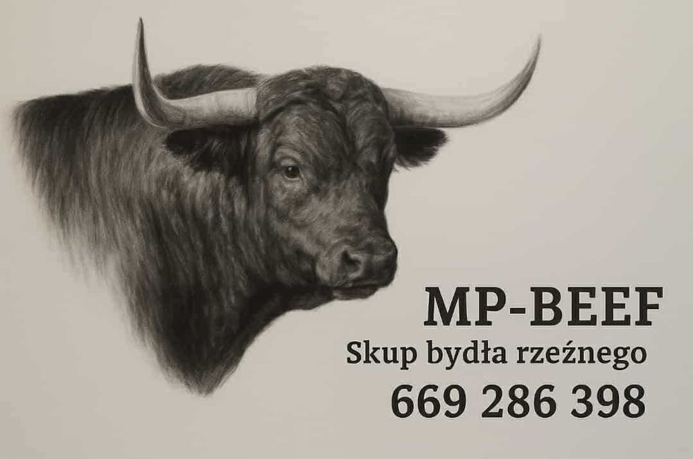 Skup Bydła Rzeźnego byki krowy jałówki