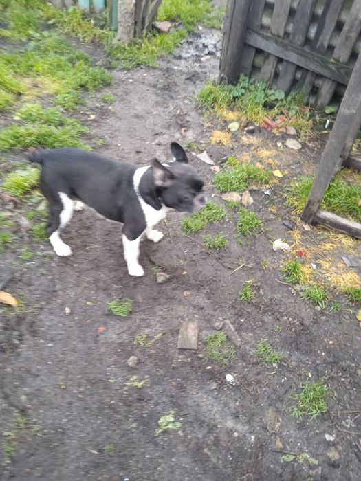 Взрослые девочки французский бульдог