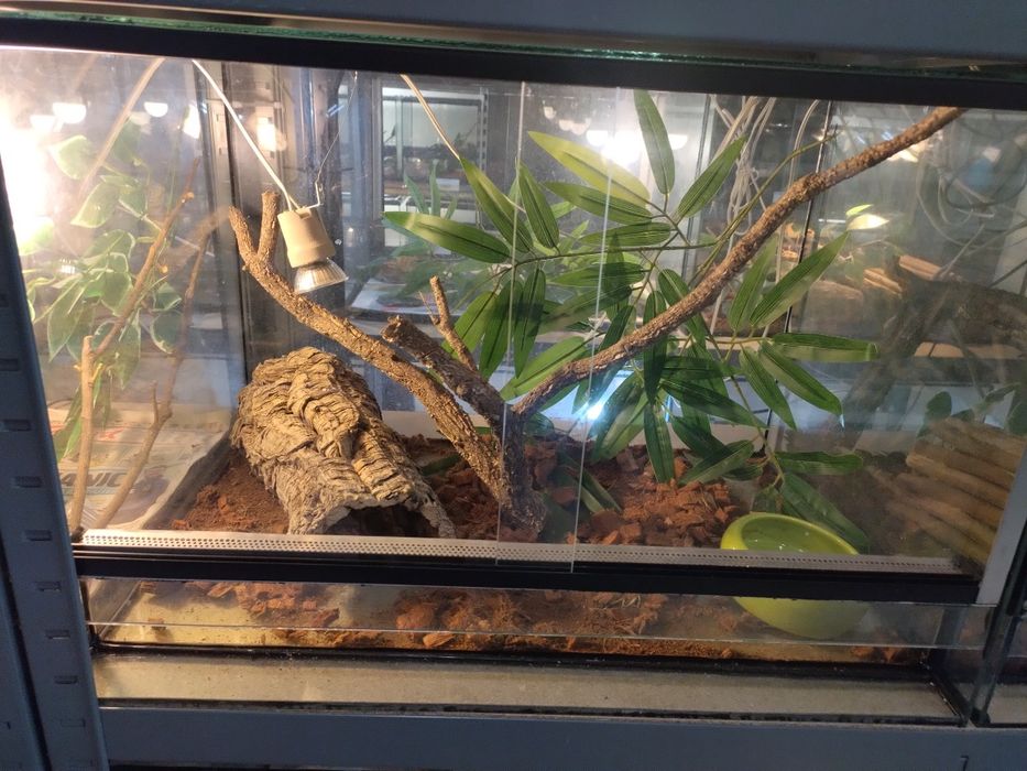 Terrario de 60 cm horizontal novo