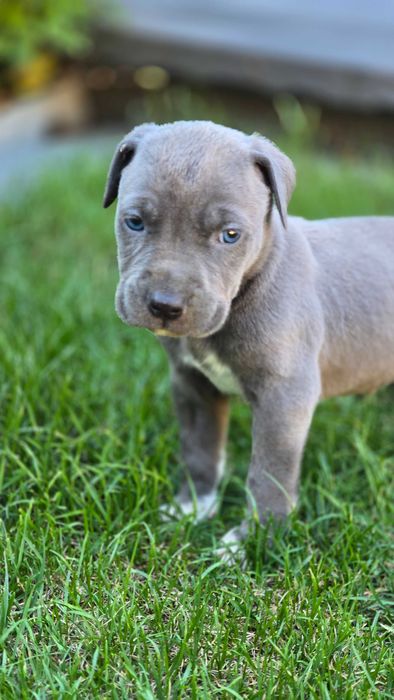 American bully xl