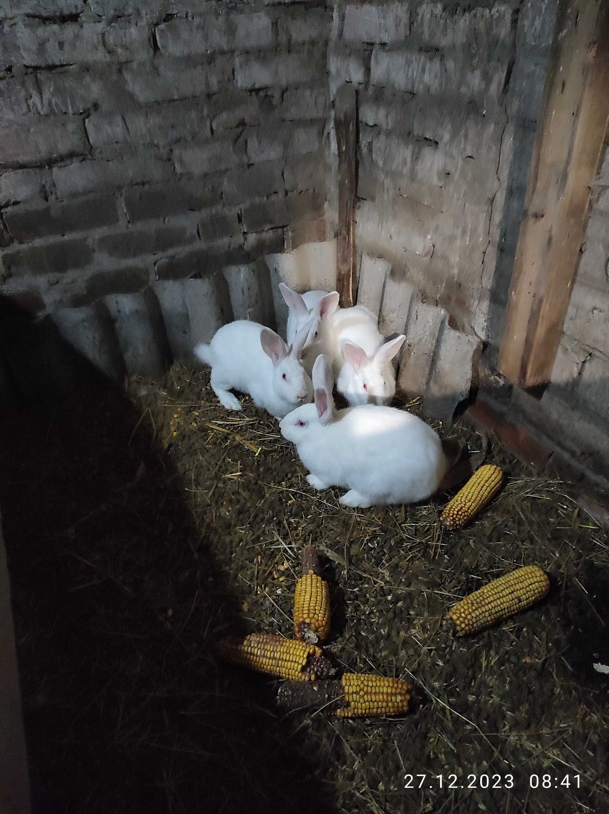 Кролі породи Термонська біла.