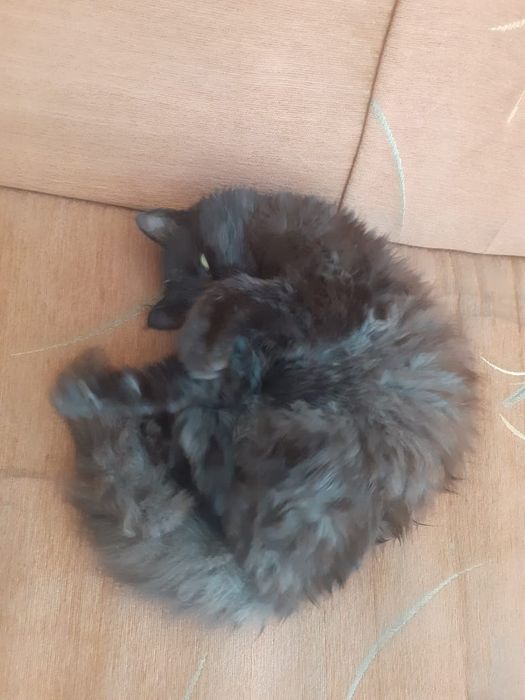 Шукаю сім'ю для кошеняти