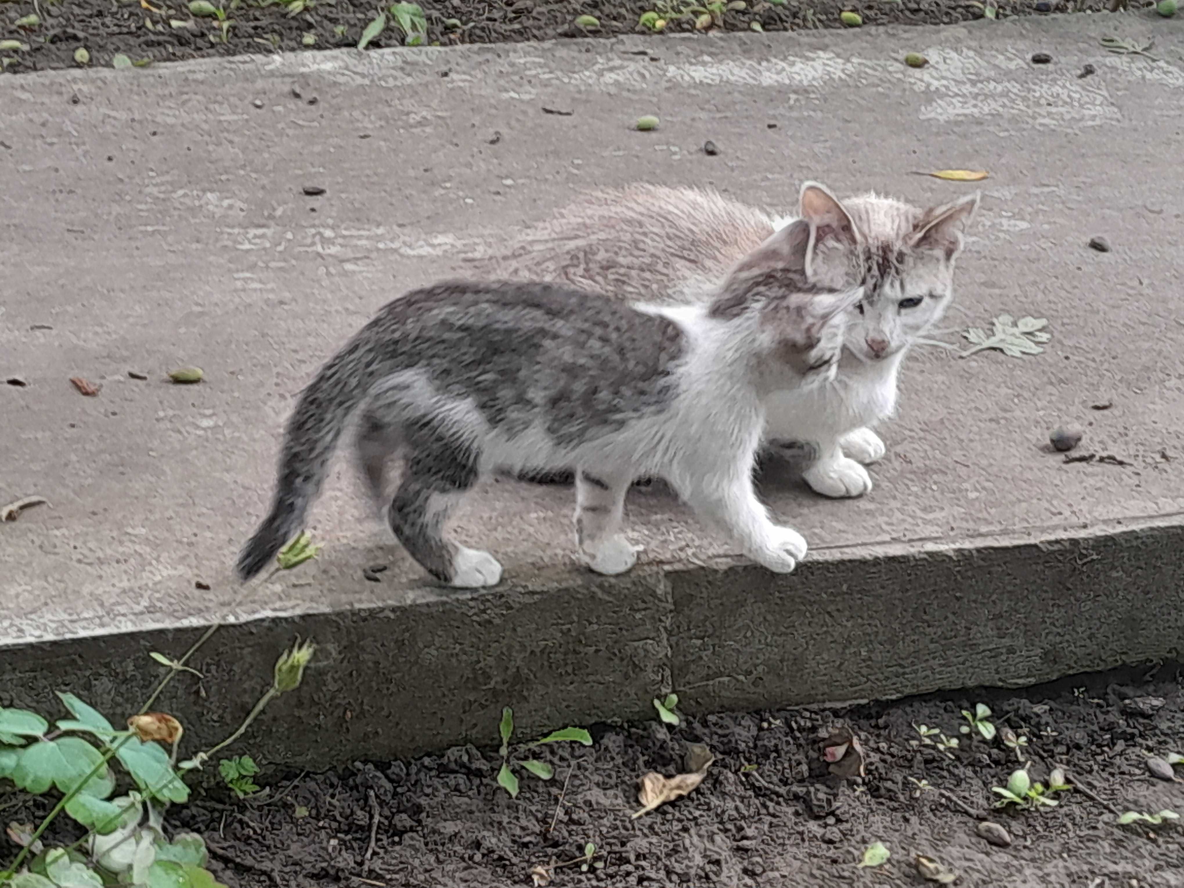 Кошенята +-2місяці
