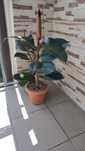 Ficus elastica ‘Burgundy’