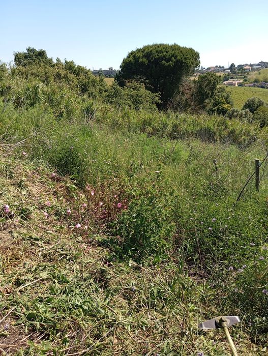 Limpeza de terrenos