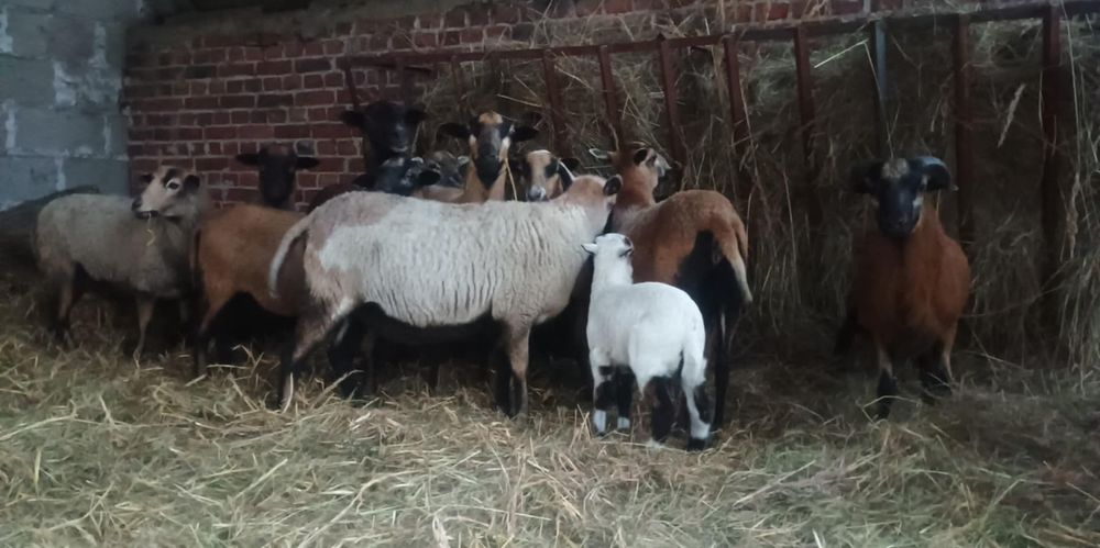 barbados muflon kameruńskie owce barany