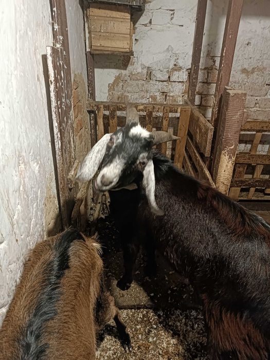 Козлик для спарювання