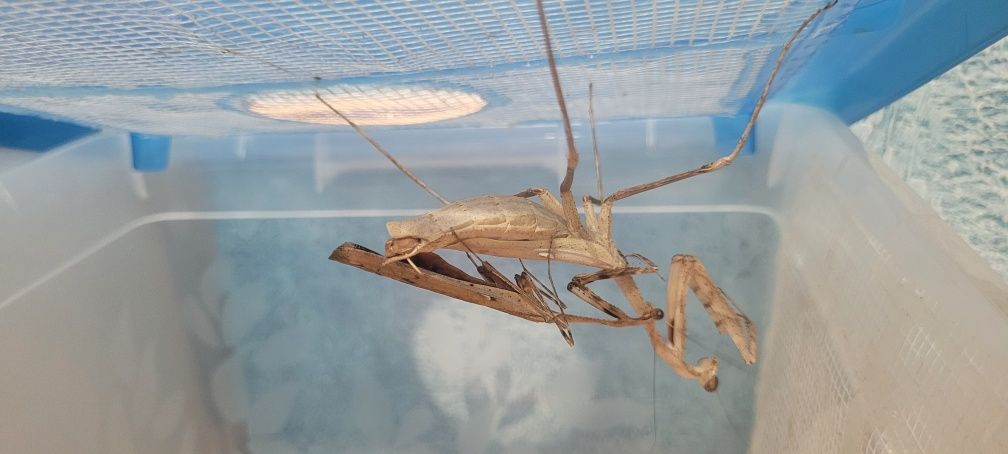 Samiec imago Pseudempusa pinnapavonis