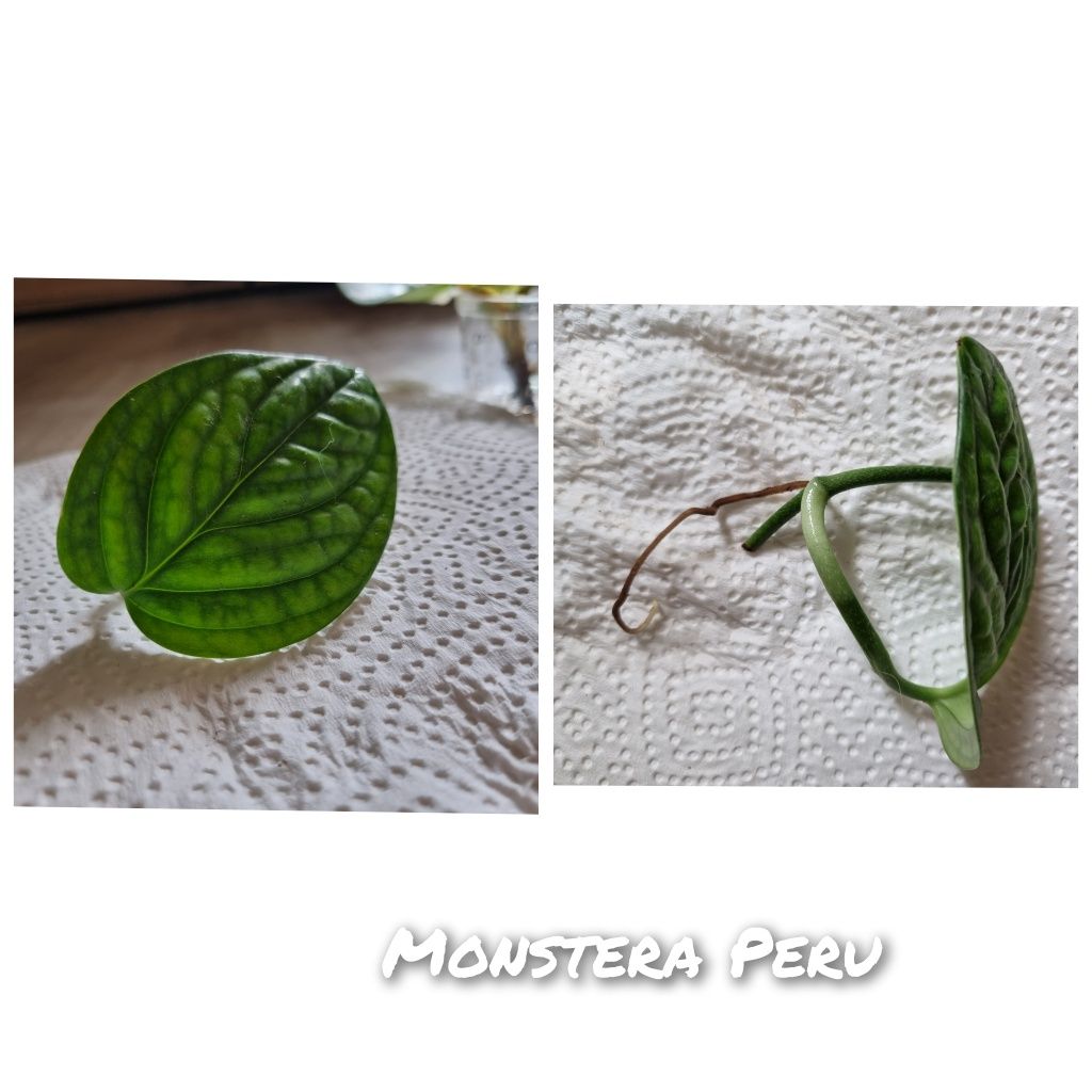 Monstera Peru, ukorzenione pędówki