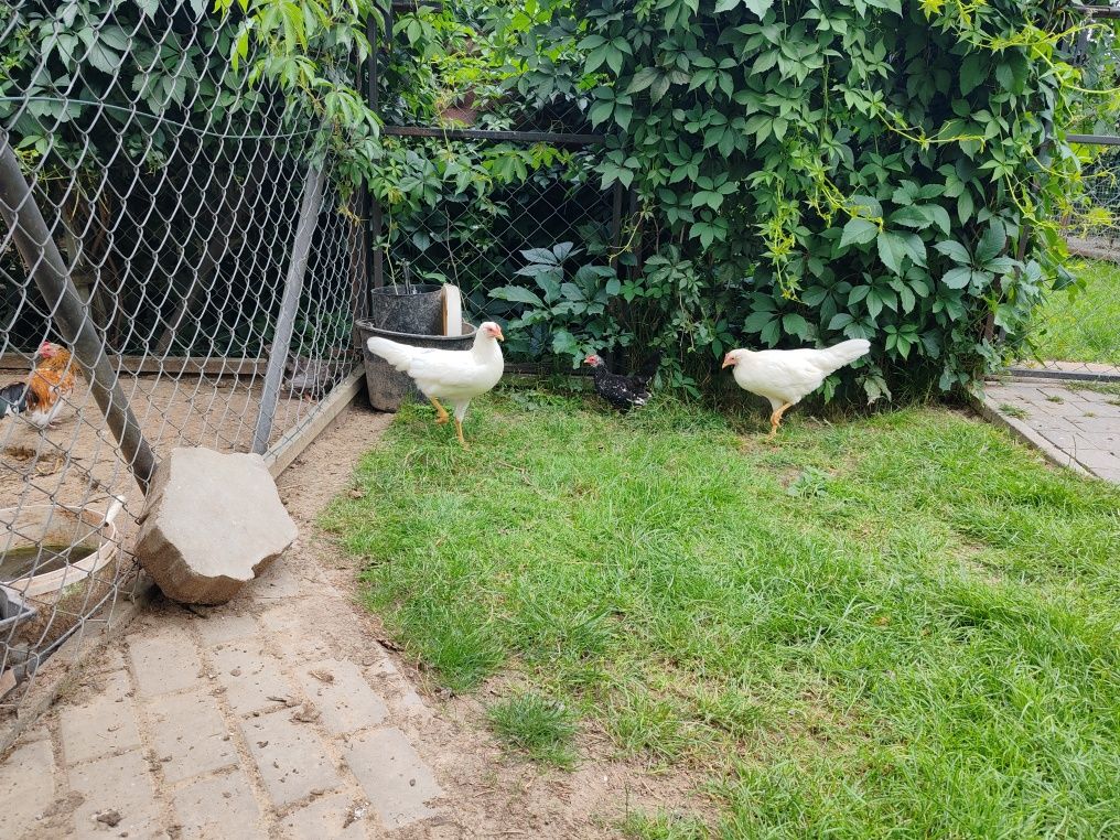 Leghorm młode kury