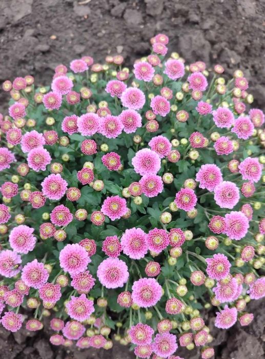 Корейська хризантема, мультифлора