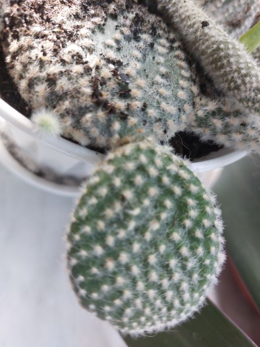 Кактус Опунция мелковолосистая