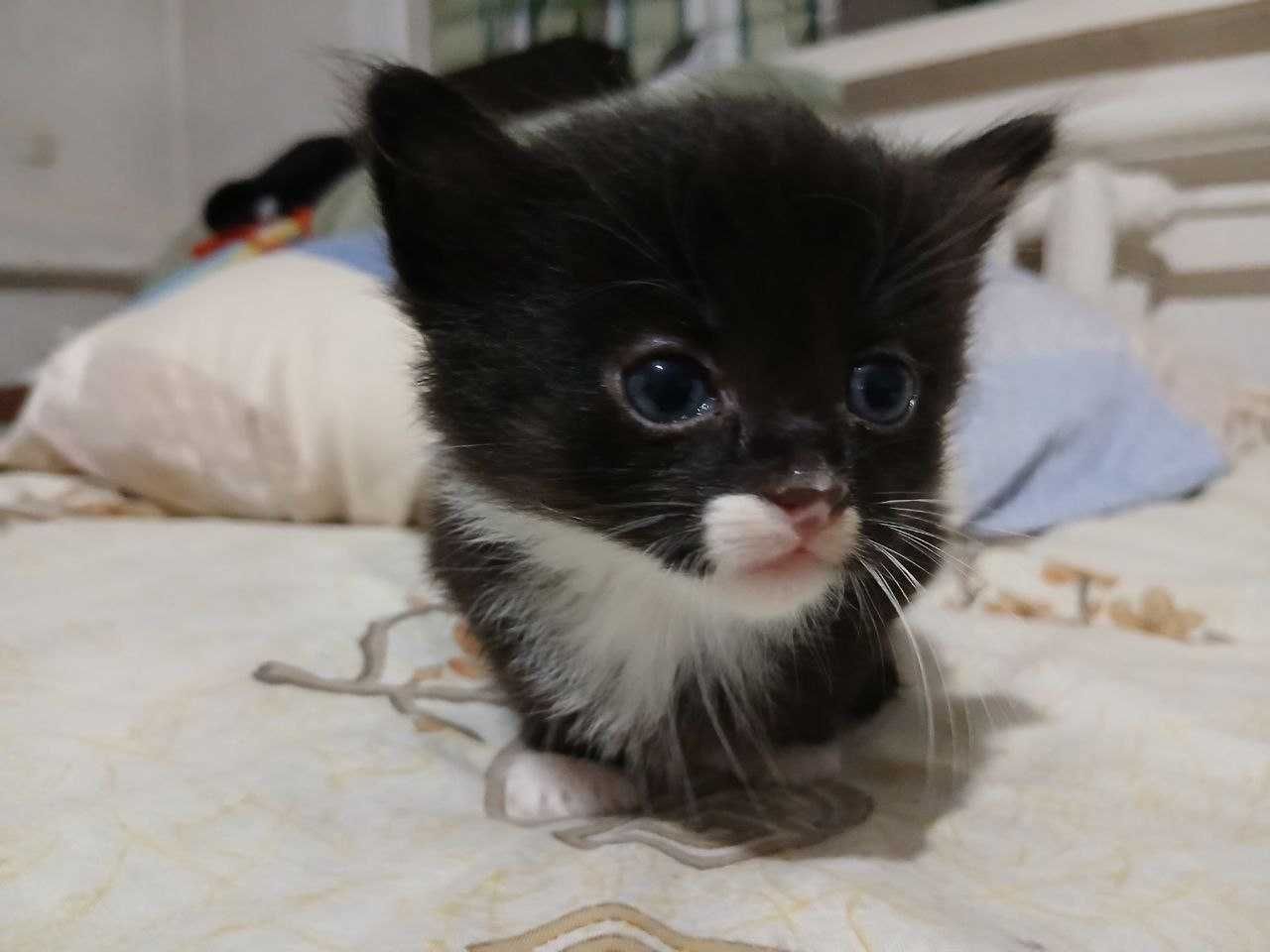 Кошенята шукають свої родини