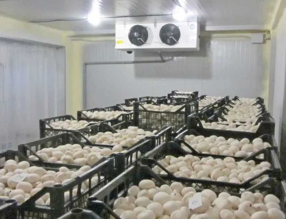 Сендвіч, холодильне обладнання камери для шампіньйонів грибів Ужгород