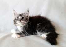 Kocurek Maine Coon