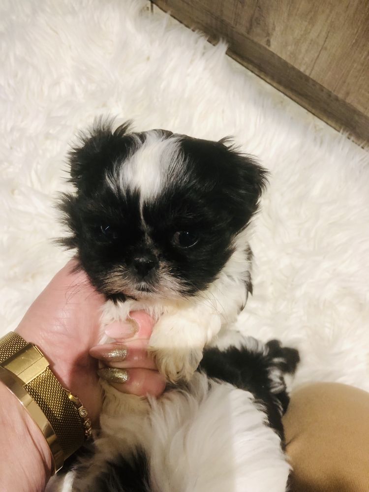 Shih tzu szczeniaczek