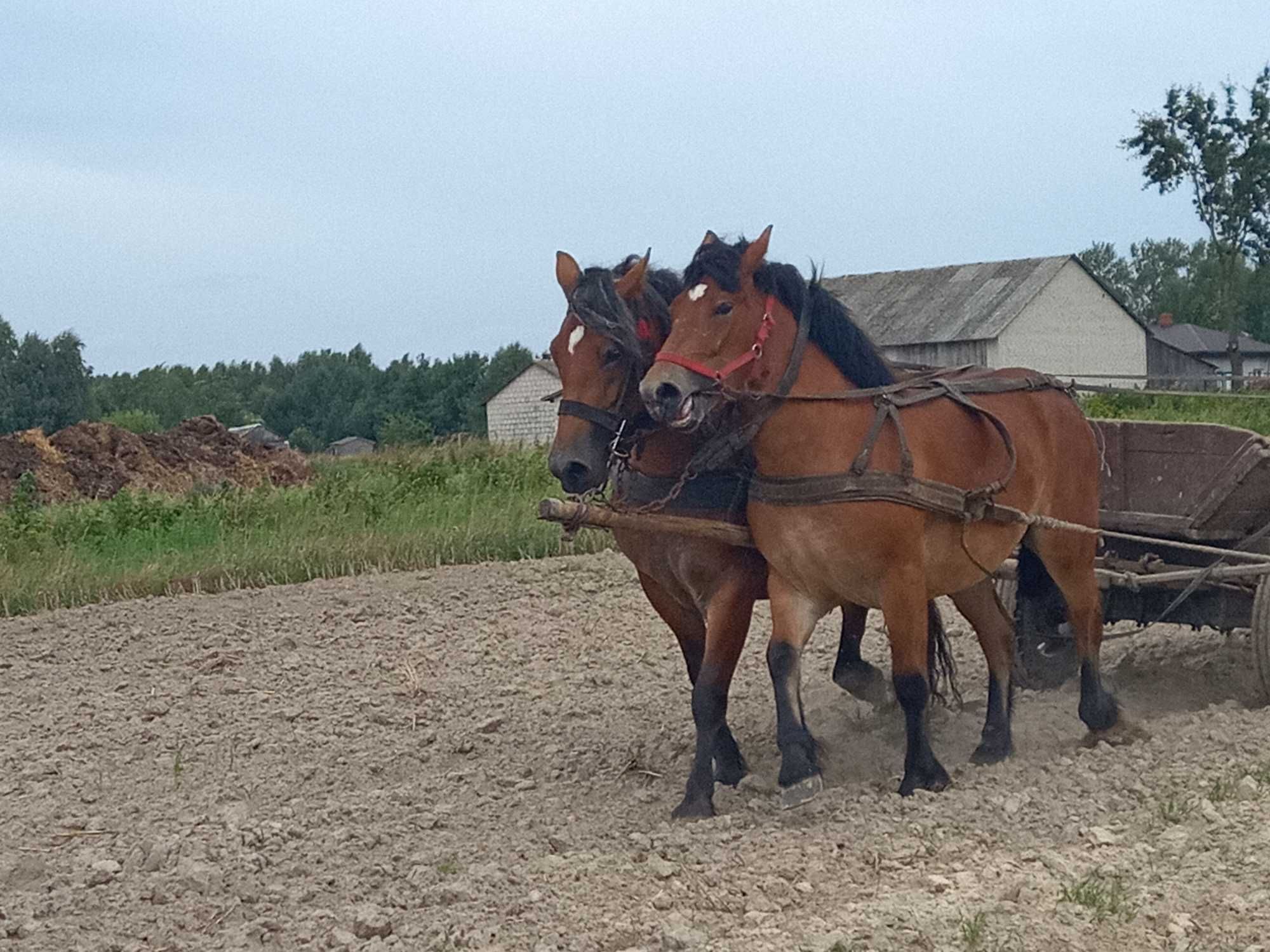 5- letnia źrebna klacz zimnokrwista